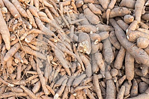 Cassava, also called manioc, yuca, balinghoy, mogo, mandioca, kamoteng kahoy