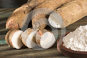 Cassava, also called manioc, yuca, balinghoy, mogo, mandioca, kamoteng kahoy, tapioca and manioc root, a woody shrub of the Euphor