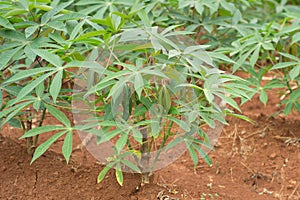 Cassava crop field