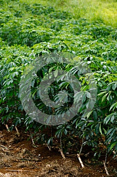 Cassava crops