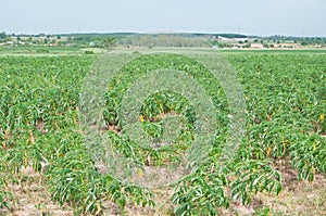 Cassava in eastern of Thailand