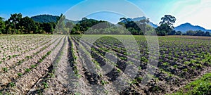 Cassava farm in Chonburi, Thailand