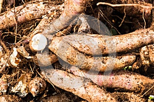 Cassava in field