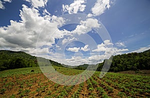 Cassava field