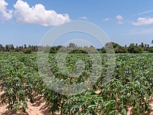 Cassava field in Chonburi, Thailand