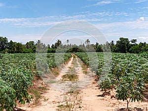 Cassava field in Chonburi, Thailand