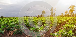 Cassava field with workers.