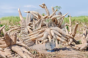 Cassava harvested in farmland.