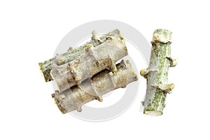 Cassava heap cut, Tapioca tree trunk piece cut, Cassava roots isolated on white background