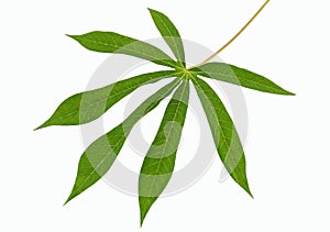 Cassava leaf