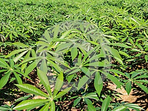 Cassava Leaf