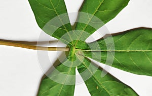 Cassava leaf horizontal