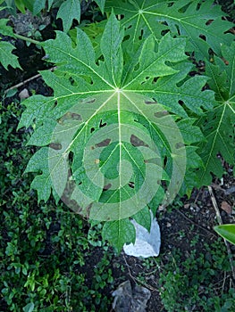 cassava leaf images for posters or thumbnails