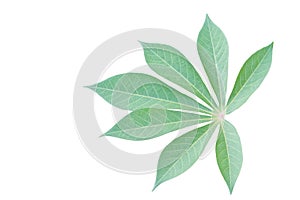 Cassava leaf isolated on white background