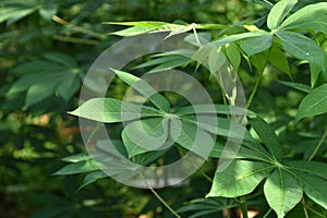 Cassava leaf nature background