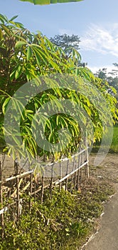 cassava leaf plant