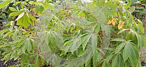 The cassava leaf plants or tubers around the back of the house have lush leaves and lots of fruit