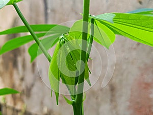 cassava leaf shoots that are starting to grow vigorously