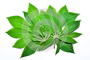 Cassava leaf, the tropical evergreen vine isolated on white background, clipping path includedLarge heart shaped green l