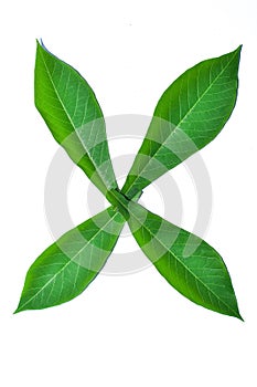 Cassava leaf, the tropical evergreen vine isolated on white background, clipping path includedLarge heart shaped green l