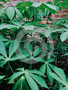 Cassava leaves