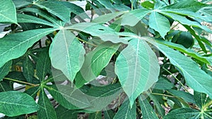 Cassava leaves contain good dietary fiber, which maintains the health of the digestive tract