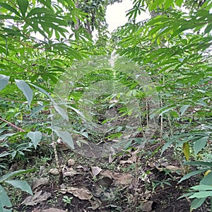 cassava leaves in the garden. edible vegetable. Their highly chewed texture