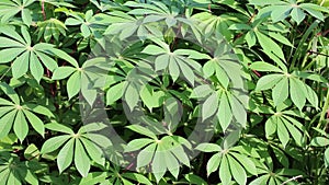 Cassava leaves in Garden at Phu Quoc Island, Kien Giang province, Vietnam