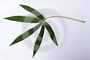 cassava leaves green freshness nature with isolated background