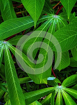 cassava leaves that grow thickly with long green leaves photo