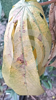 cassava leaves that have withered must be removed so that they do not affect the other leaves