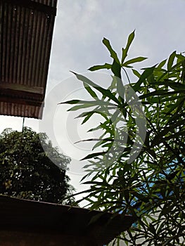 Cassava leaves and house roof