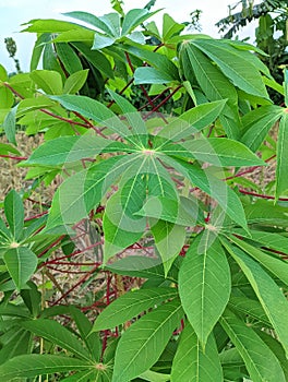 Cassava leaves photo