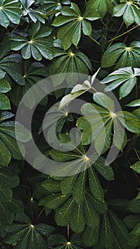 Cassava leaves retain some water after the rain.