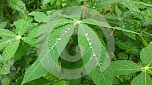 cassava leaves taken after the rain