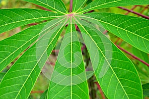 Cassava leaves texture background.