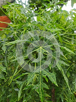 this is cassava leaves which are very similar to cannabis leaves, these cassava leaves are usually processed into vegetables