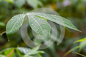 Cassava, Mandioa, Manioc, Tapioca trees Manihot esculenta, young green leaves, selected focus