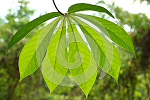 Cassava Manihot esculenta, also called yuca or manioc, a woody shrub of the Euphorbiaceae spurge family in the garden