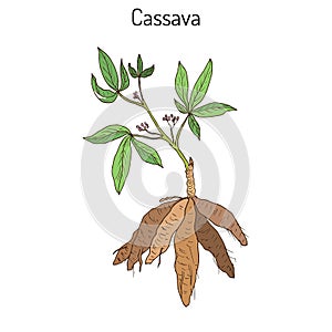 Cassava Manihot esculenta , or Brazilian arrowroot, manioc, tapioca, plant with leaves and tubers