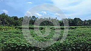 cassava (Manihot esculenta) farming, agricultural fields