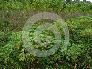 cassava (Manihot esculenta) plant growing in a farm