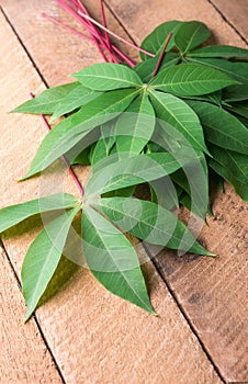 Cassava or manihot plant leaves