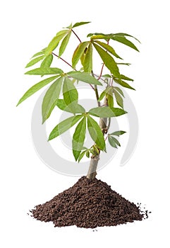 Cassava or manihot plant with soil, isolated on white background
