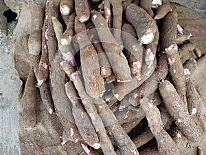 Cassava or manioc is an edible root. Manihot esculenta