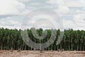 Cassava or manioc plant field