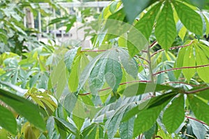 cassava or manioc plant in garden with water drop