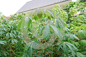 cassava or manioc plant in garden with water drop