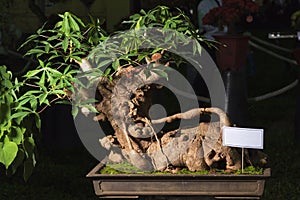 Cassava, Manioc root, Manihot, Mogo bonsai tree