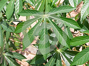 Cassava plant in Chonburi, Thailand